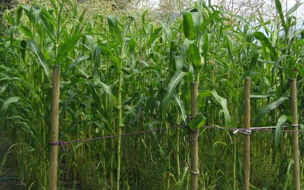 Produzione