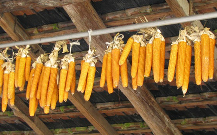 Produzione
