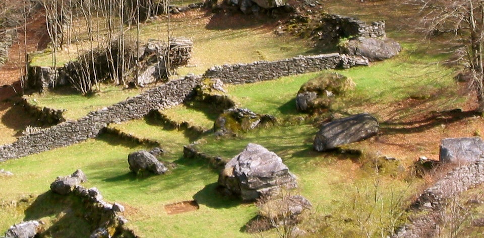 Farina Bona